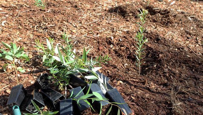 Seedlings used for Centor's One Door: One Tree program